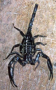 'Black Scorpion' by Asienreisender